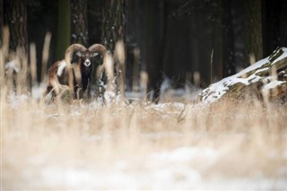 チェコ共和国 気象ゾーン
