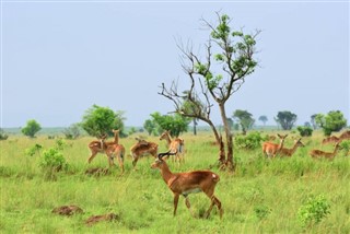 জিবুতি