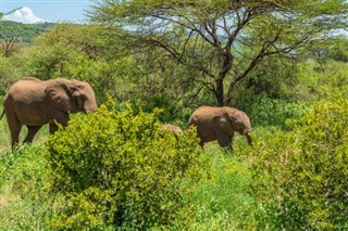 Djibouti