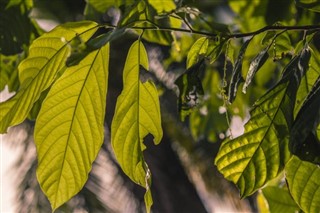 ডোমিনিকা