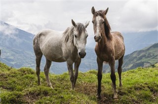 Ecuador