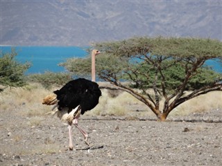 Eritreja