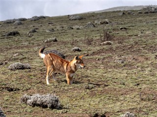 Ethiopia