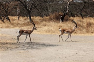 Ethiopia