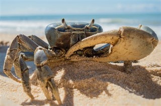 エウロパ島