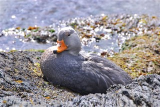 Falklandsøyene