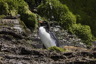 Falklandsøerne