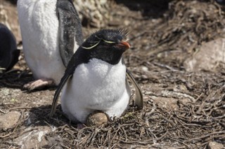 Falklandsøyene