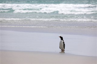 Falklandsøerne