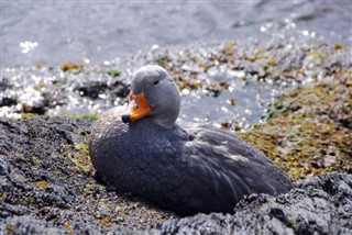 フォークランド諸島