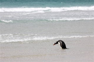 フォークランド諸島