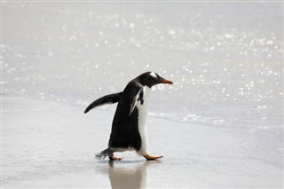 Falklandy povětrnostní zóny