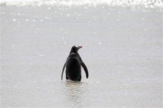 Falklandi saared ilmastikuvööndid