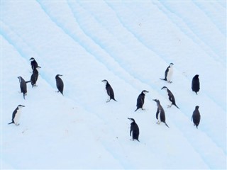 フォークランド諸島