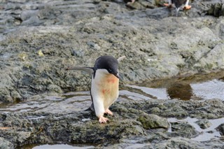 Falklandski