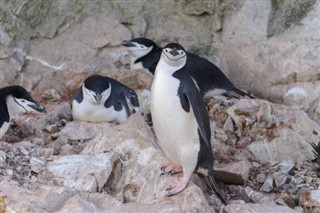 Falklando