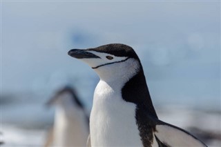 Falklando