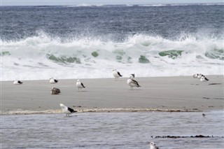 Falklandsöarna