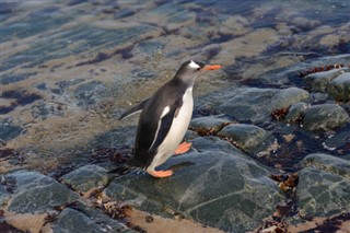 フォークランド諸島