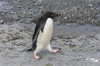 Falklandsøerne