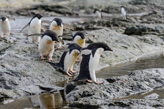 Falklandsöarna