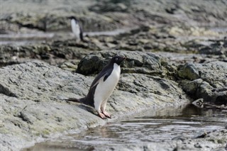 Falklandsøerne