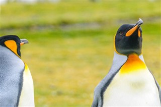 Kepulauan Falkland zon waktu