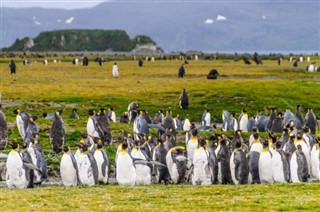 Falklandsöarna