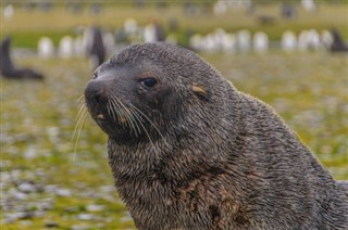 Falklandinsaaret