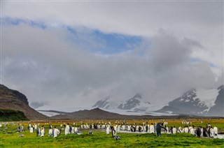 Falklandsöarna