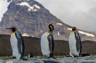 Falklandsøerne