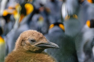 Falklandsöarna