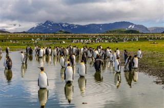 Falklandsøerne