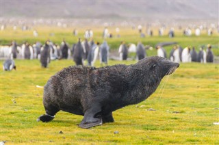 Falklandski otoci vremenske zone