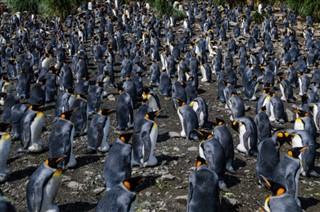 Falklando