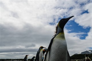 Falklandy
