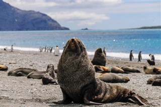 Falklandsöarna