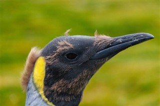 Falklandsøerne