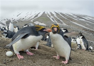 フォークランド諸島