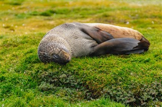 Falklandsøerne