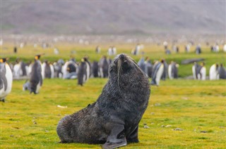 Falklandsöarna