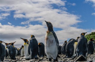 Falklandsöarna