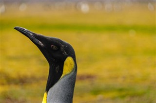 Falklandsöarna