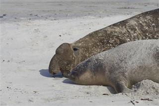 Falklandsøyene