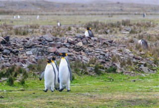 Falklandinsaaret