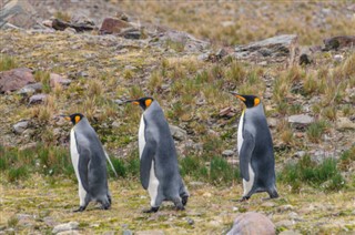 Falklandsöarna