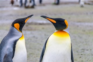 Falklandsøerne