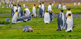 Falklandsøyene