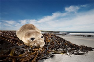 Falklandinsaaret