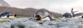 Falklandy povětrnostní zóny